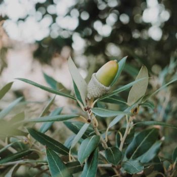 Planting Trees to Feed Future Generations