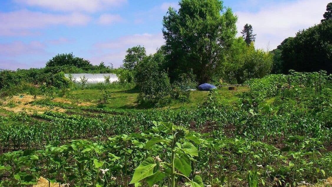 Permaculture farm example on rented land