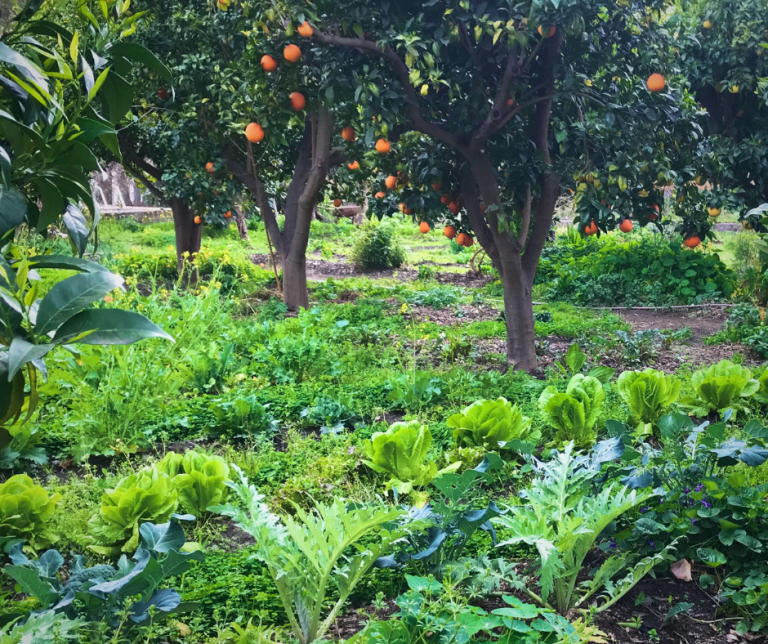 Perennial vegetables in a food forest integrated with annual crops. Photo by Heather Jo Flores